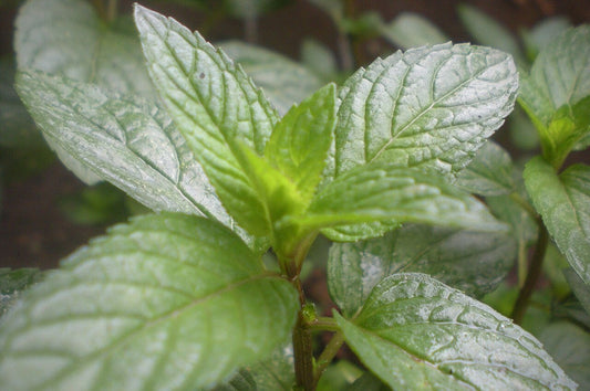 Close up image of the leaves of a peppermint plant