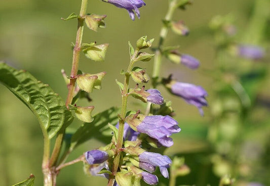 Image of the purple flowers of american skullcap plant