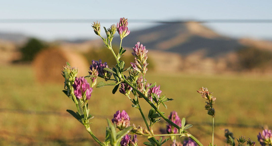Purple flowers of an alfalfa plant against a mountain and field background