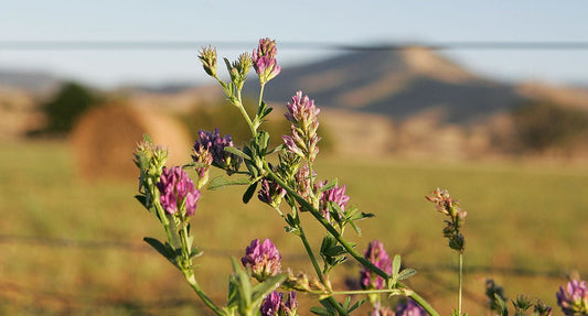 Purple flowers of an alfalfa plant against a mountain and field background