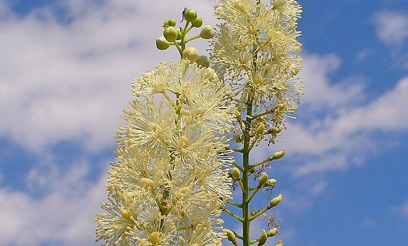 Image of the flowers of black cohosh plant