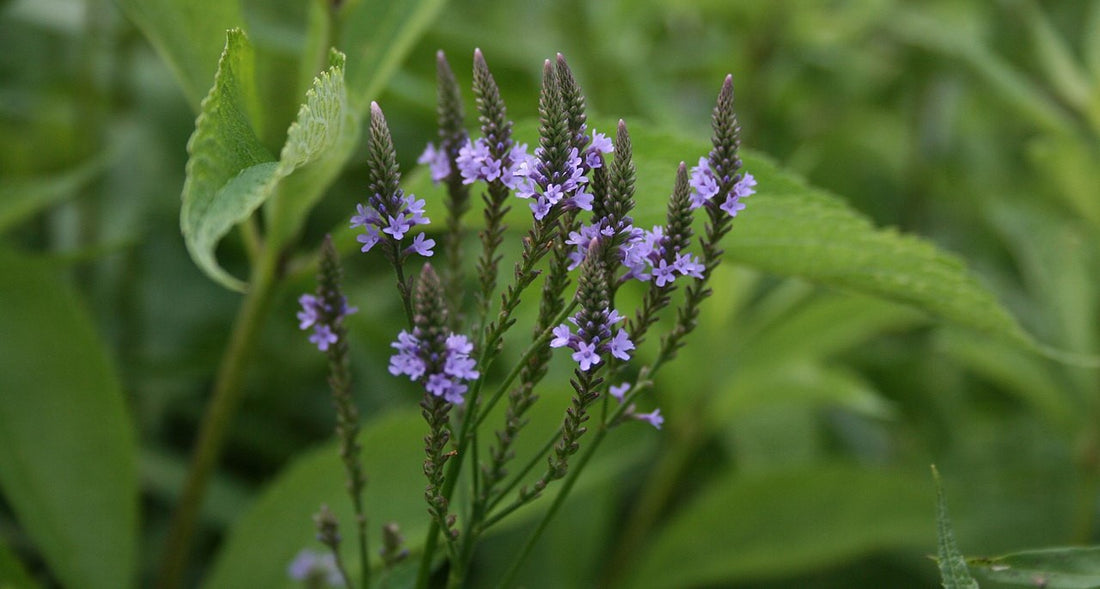 Image of the tiny flowers of blue vervain plant