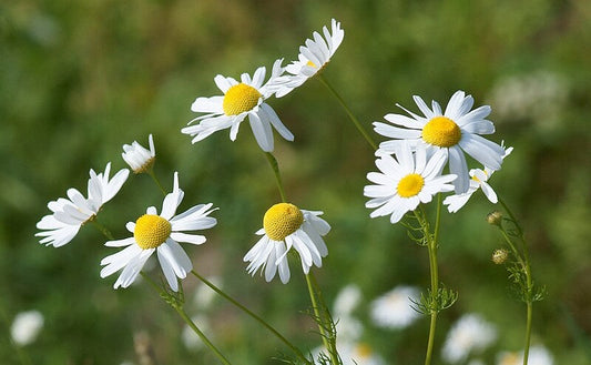 The white and yellow flowers of a chamomile plant