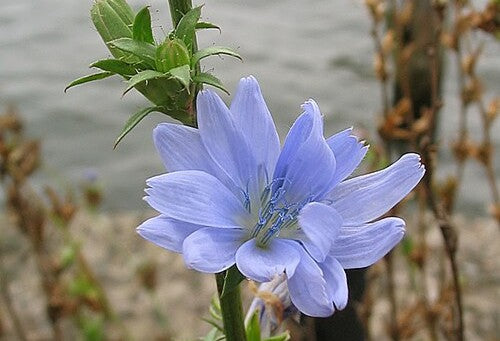 The blue flowers of a chicory plant