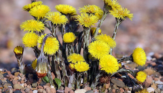 The yellow flowers of a coltsfoot plant