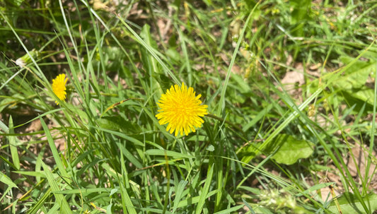 Image of dandelion plant with yellow flower