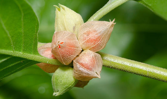 Image of the berries on ashwagandha plant