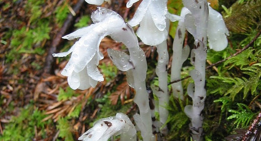 Image of white ghost pipe plant in the forest