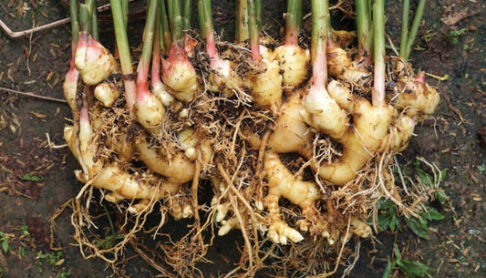 Image of a clump of ginger plant roots 