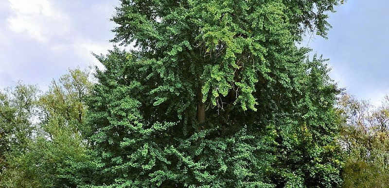 A green ginkgo biloba tree from afar