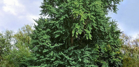 A green ginkgo biloba tree from afar