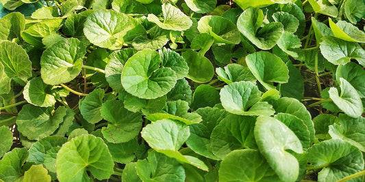 Image of the leaves of gotu kola plant