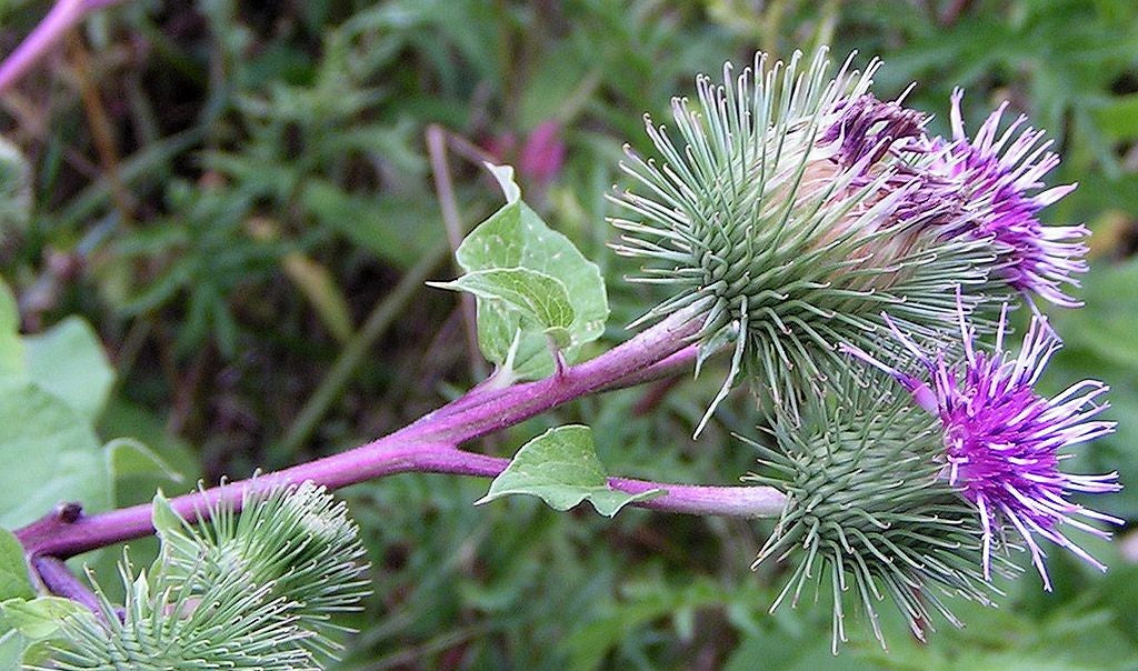 The purple spiny flowers of a greater burdock plant