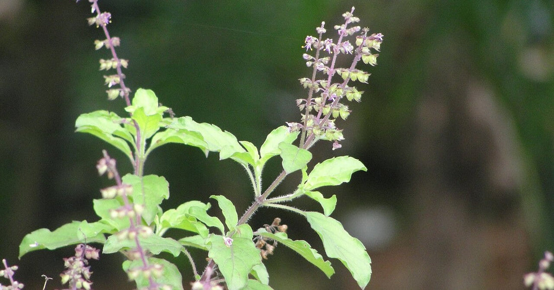 The green leaves of a holy basil plant