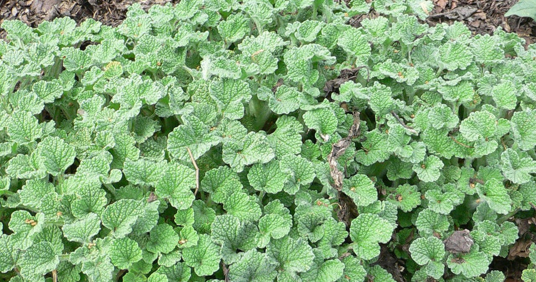 Image showing the green leaves of horehound plant