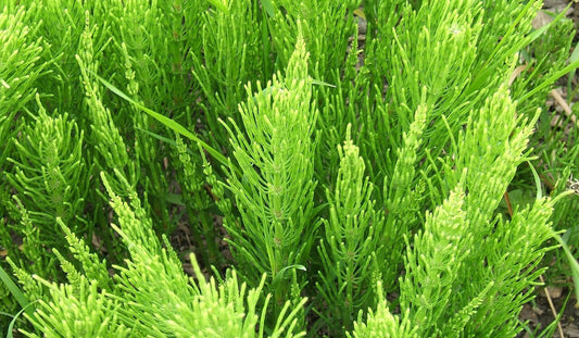 The green foliage of horsetail plants