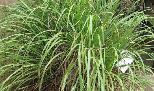 Image of the tall green stalks of lemongrass plant