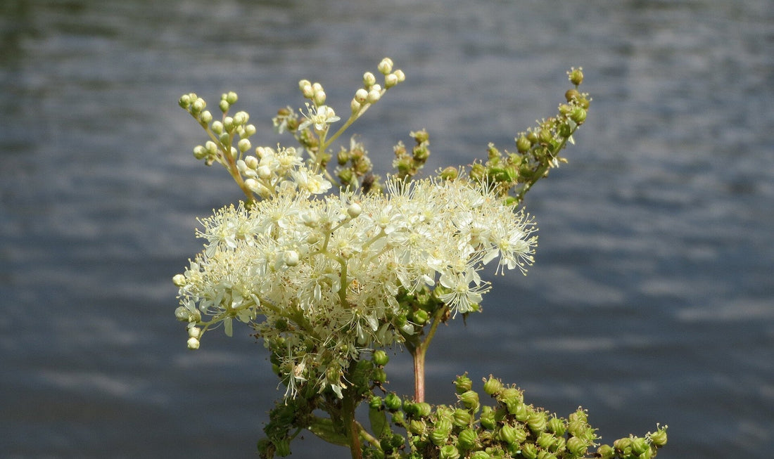 The delicate tiny white flowers of a meadowsweet plant
