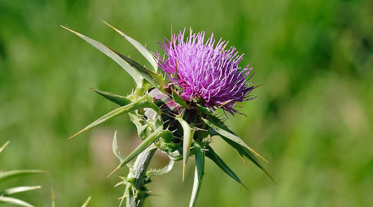 The purple flower and prickly top of a milk thistle plant