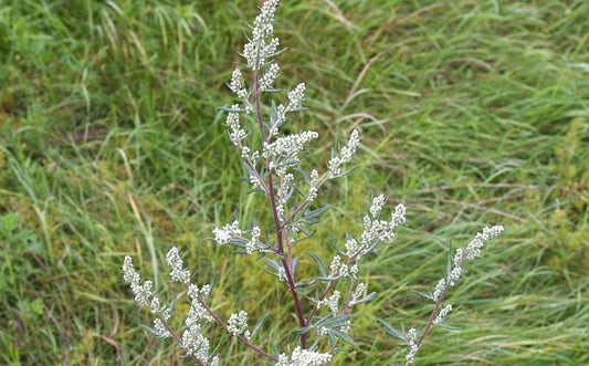 Image of mugwort plant leaves and flowers