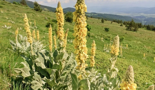 Image of mullein plant with yellow flowers blooming