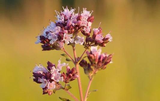 The white and pink flowers of an oregano plant