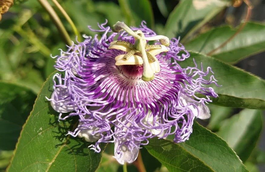 The beautiful intricate design of a purple passionflower