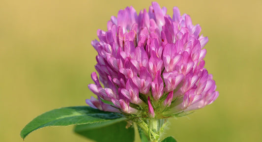 Image of the pink petals of a red clover plant