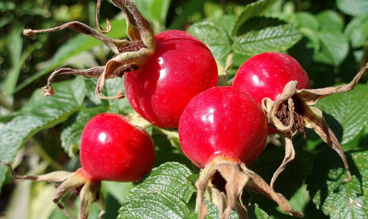 The bright red rosehip fruits on a rose plant
