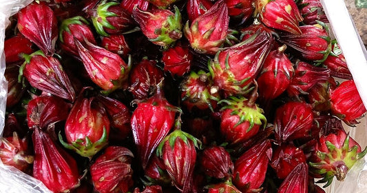 Image of roselle plant flower pods