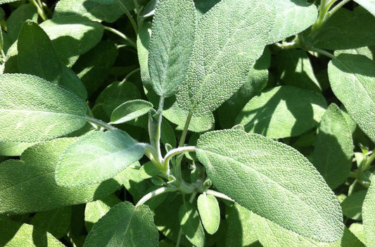 The green leaves of a sage plant