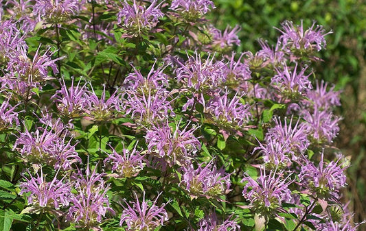 Image of the flowers of wild bergamot plant