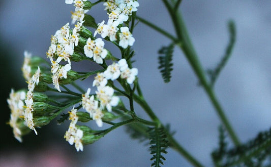 The small white flowers and green leaves of a yarrow plant