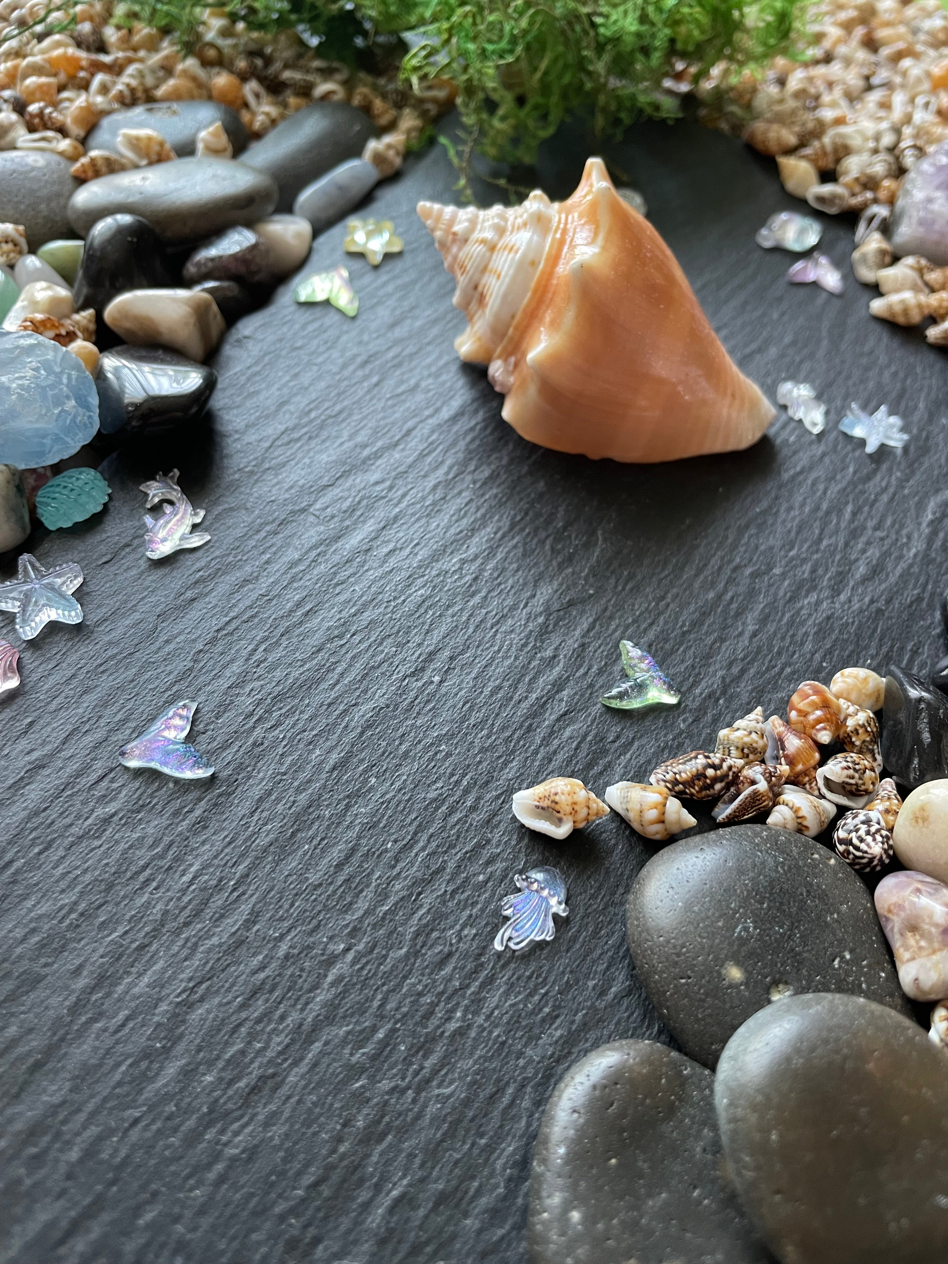 Shell and small stones on a dark surface with greenery