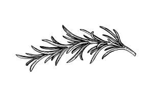Black outline of a rosemary branch